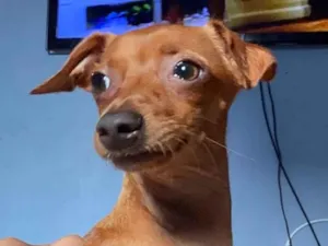 Cachorro raça Pinscher idade 2 anos nome Theo