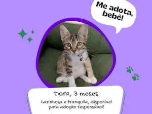 Gato raça  idade 2 a 6 meses nome Dora