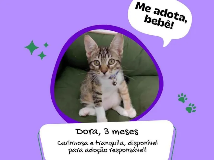 Gato ra a  idade 2 a 6 meses nome Dora