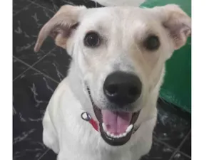 Cachorro raça Labrador misturado com outra raça idade 7 a 11 meses nome Nick