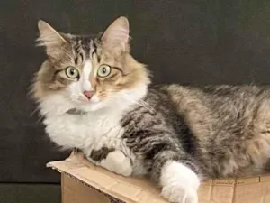 Gato raça SRD-ViraLata idade 2 anos nome GRATIFICA - Vivi