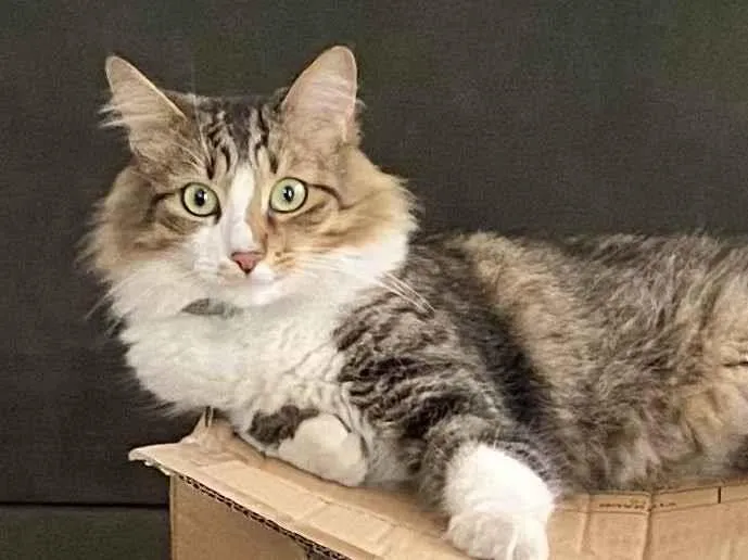 Gato ra a SRD-ViraLata idade 2 anos nome GRATIFICA - Vivi