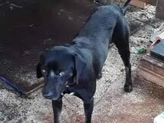 Cachorro ra a Srd idade 3 anos nome Neguinho