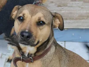 Gato raça  idade  nome Kikinho 