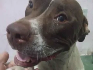 Cachorro raça Pitibu com dolgue agentino idade Abaixo de 2 meses nome Shakira