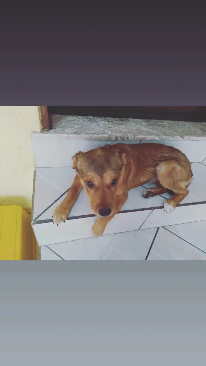 Cachorro ra a SRD-ViraLata idade 2 a 6 meses nome Maya