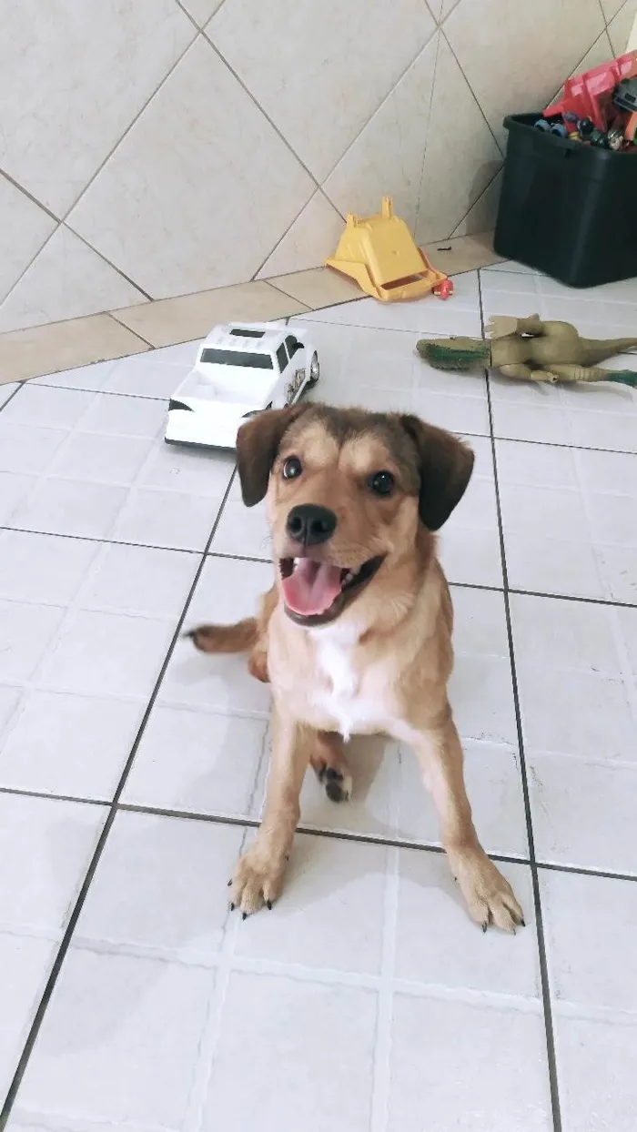 Cachorro ra a SRD-ViraLata idade 2 a 6 meses nome Maya