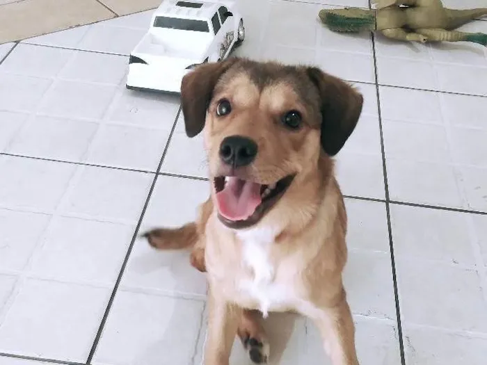 Cachorro ra a SRD-ViraLata idade 2 a 6 meses nome Maya