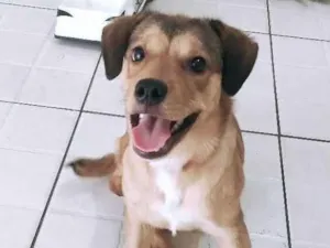 Cachorro raça SRD-ViraLata idade 2 a 6 meses nome Maya