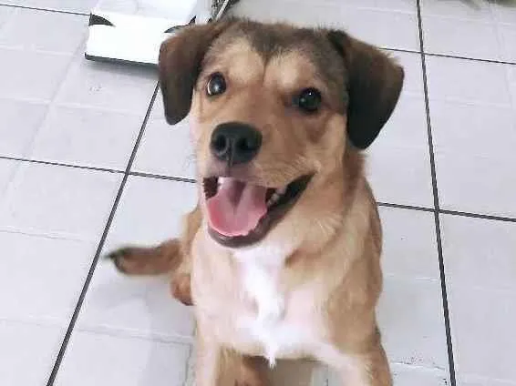 Cachorro ra a SRD-ViraLata idade 2 a 6 meses nome Maya