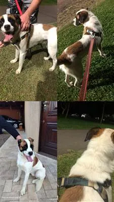 Cachorro raça SRD-ViraLata idade Abaixo de 2 meses nome Pretinha