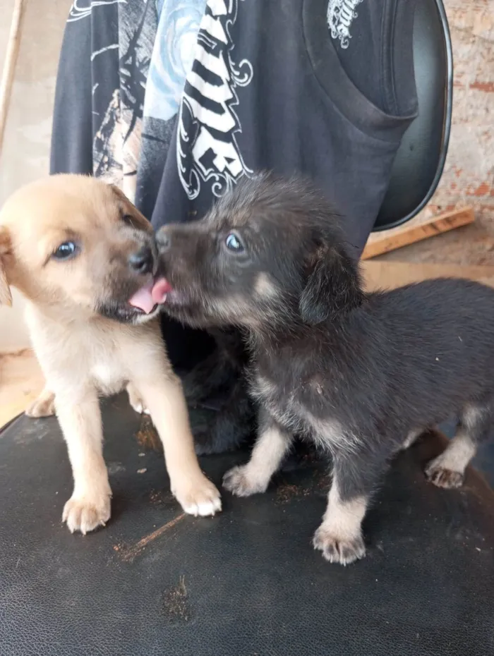 Cachorro ra a  idade Abaixo de 2 meses nome caramelo e pretinha