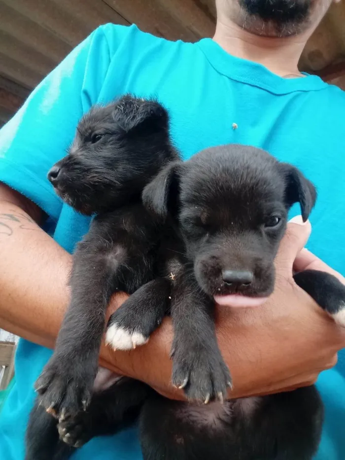 Cachorro ra a  idade Abaixo de 2 meses nome spoty e pirata