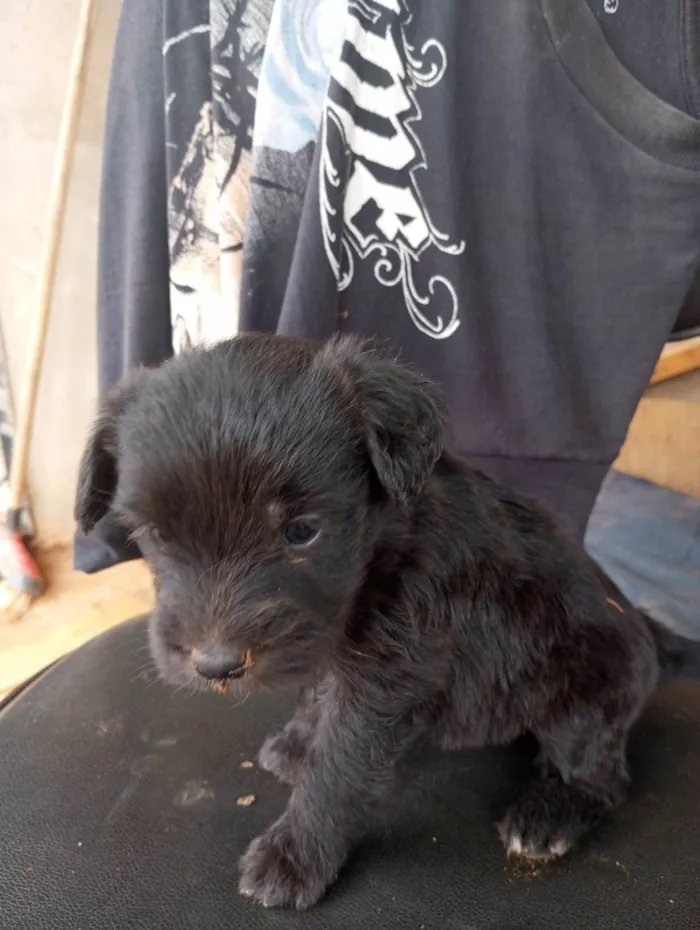 Cachorro ra a  idade Abaixo de 2 meses nome filé 