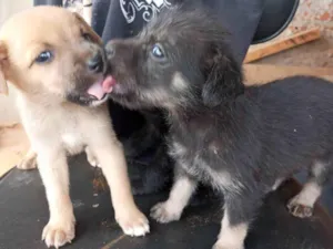 Cachorro raça  idade Abaixo de 2 meses nome caramelo e pretinha