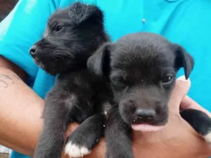 Cachorro raça  idade Abaixo de 2 meses nome spoty e pirata