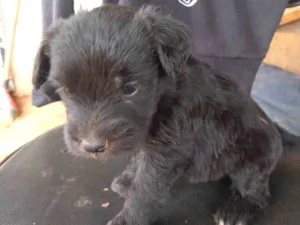 Cachorro raça  idade Abaixo de 2 meses nome filé 