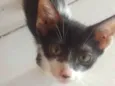 Luan