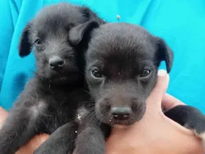 Cachorro raça  idade Abaixo de 2 meses nome bambam e romeo