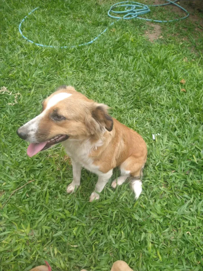 Cachorro ra a Chow Chow idade 2 anos nome Mel