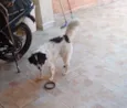 Cacau