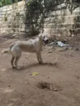 Pipoca