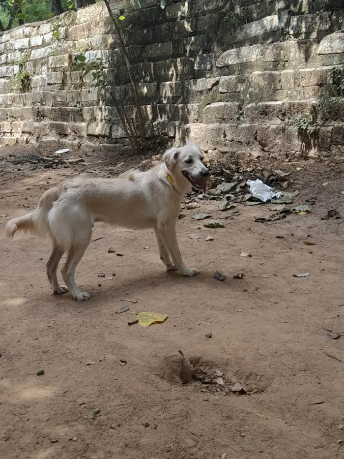 Cachorro ra a SRD idade 7 a 11 meses nome Pipoca