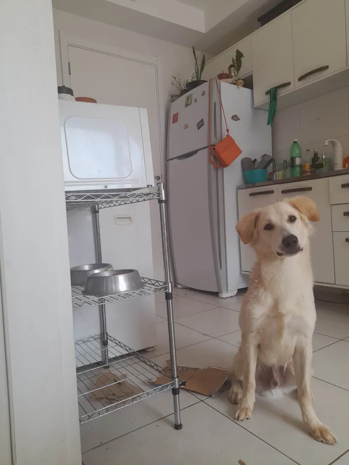 Cachorro ra a SRD idade 7 a 11 meses nome Pipoca