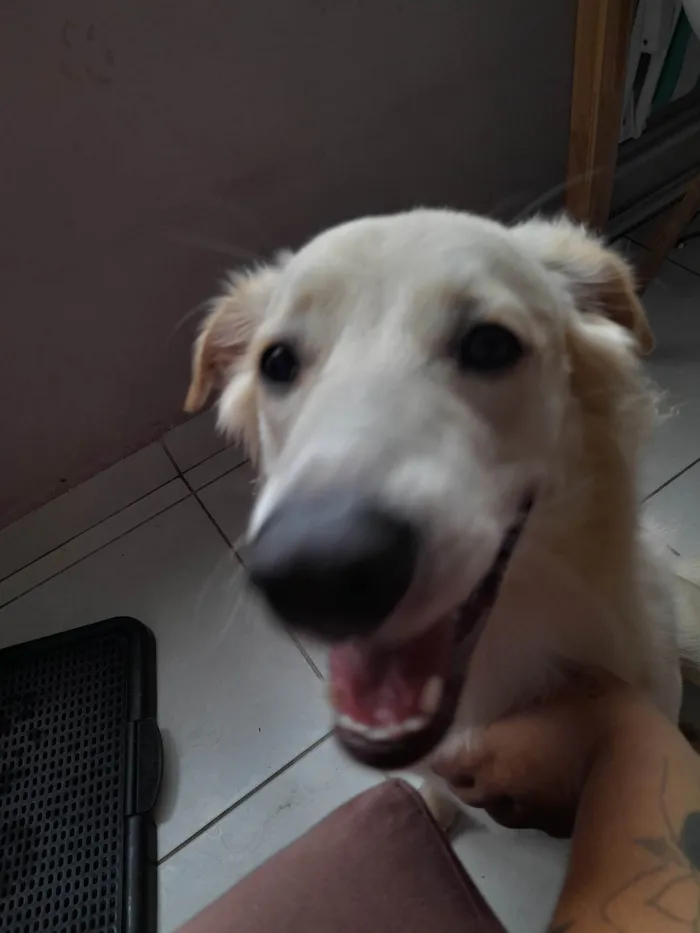Cachorro ra a SRD idade 7 a 11 meses nome Pipoca