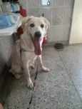 Pipoca