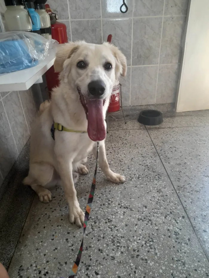 Cachorro ra a SRD idade 7 a 11 meses nome Pipoca