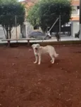Pipoca