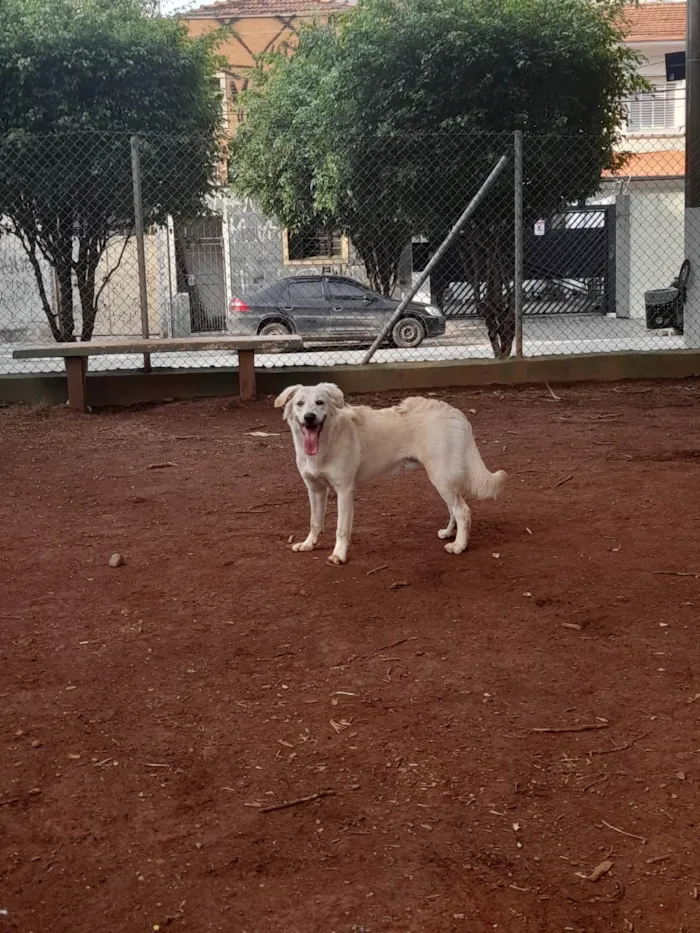 Cachorro ra a SRD idade 7 a 11 meses nome Pipoca