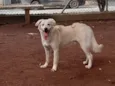 Pipoca