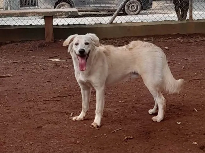 Cachorro ra a SRD idade 7 a 11 meses nome Pipoca