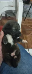 Doação de filhotes