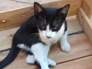 Gato raça SRD-ViraLata idade 2 a 6 meses nome Frajolas 