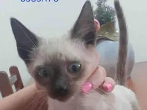 Gato raça SRD-ViraLata idade 2 a 6 meses nome Theo/Nico