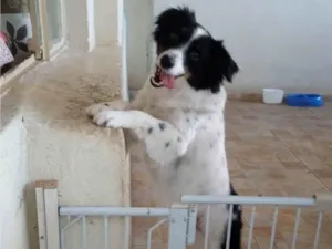 Cachorro raça SRD-ViraLata idade 2 anos nome Cacau