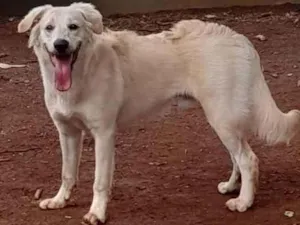 Cachorro raça SRD idade 7 a 11 meses nome Pipoca