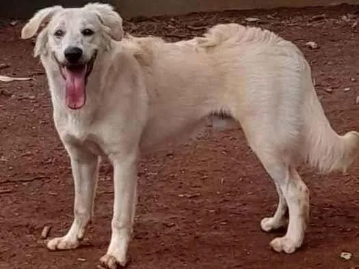 Cachorro ra a SRD idade 7 a 11 meses nome Pipoca