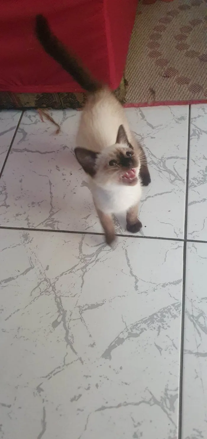 Cachorro ra a SRD-ViraLata idade  nome Sem nome 