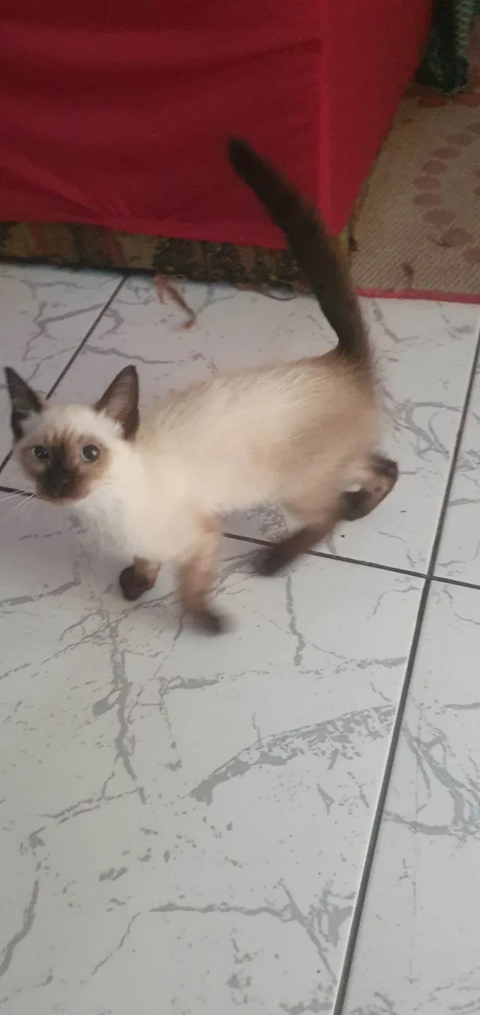 Cachorro ra a SRD-ViraLata idade  nome Sem nome 