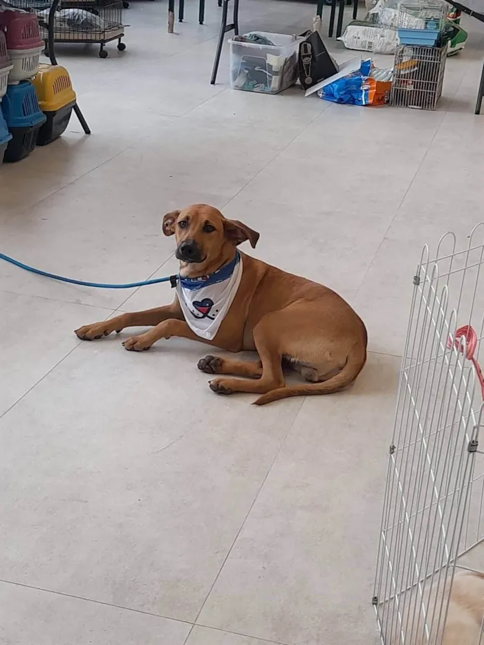 Cachorro ra a SRD-ViraLata idade 7 a 11 meses nome Caramelo 