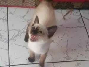 Cachorro raça SRD-ViraLata idade  nome Sem nome 