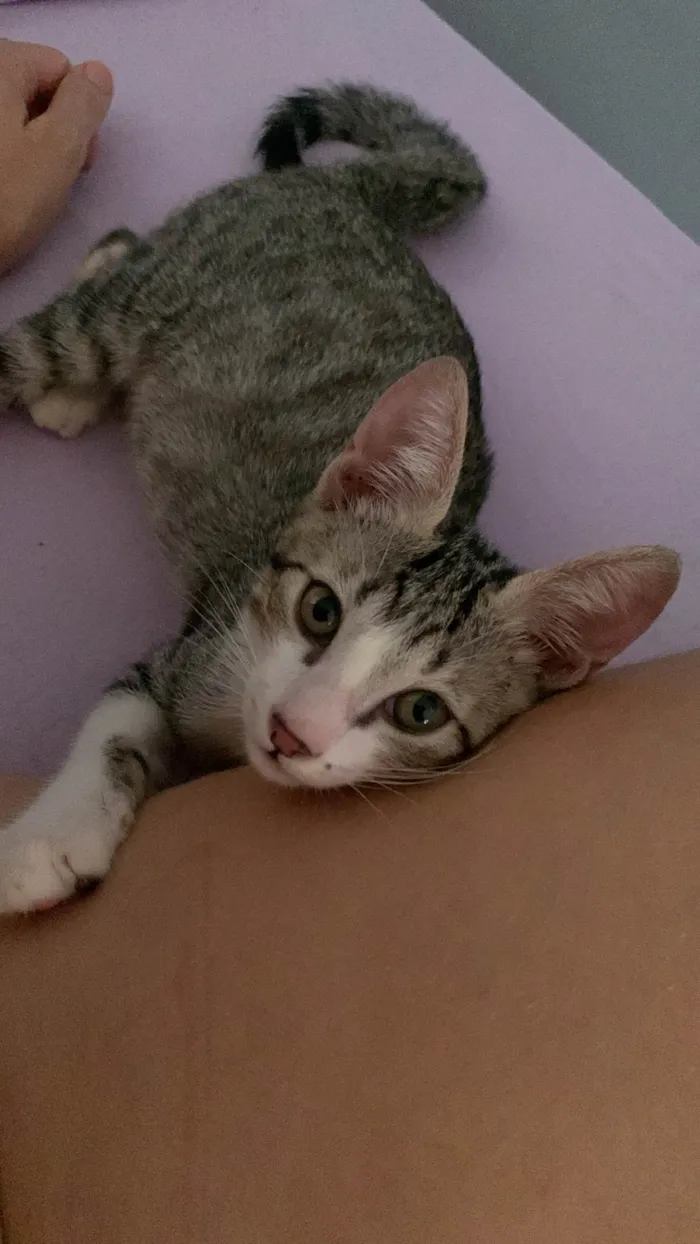 Gato ra a SRD-ViraLata idade 2 a 6 meses nome Dengo