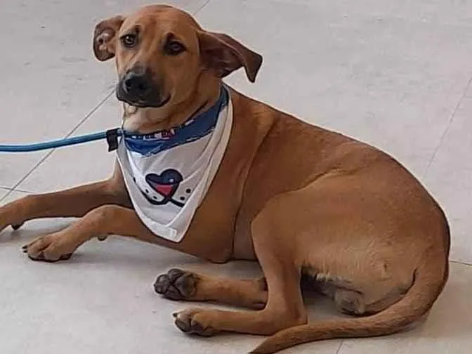 Cachorro ra a SRD-ViraLata idade 7 a 11 meses nome Caramelo 