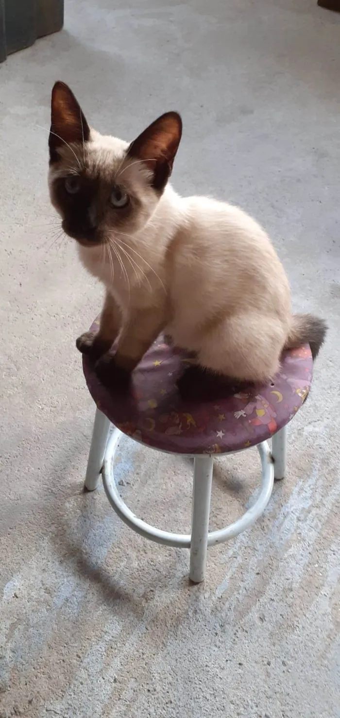 Gato ra a SRD-ViraLata idade 2 a 6 meses nome Belinha 