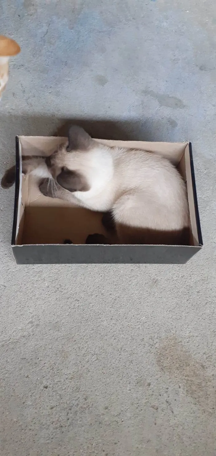 Gato ra a SRD-ViraLata idade 2 a 6 meses nome Belinha 