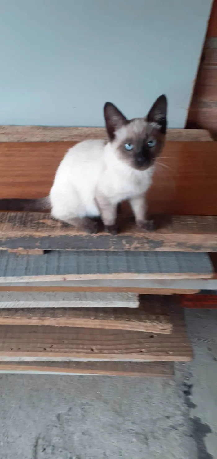 Gato ra a SRD-ViraLata idade 2 a 6 meses nome Belinha 
